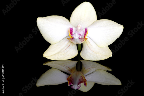 Orchid flower on black background