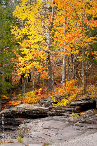 Autumn color along the exposed shale riverbed of the Presque Isle River in the Porcupine Mountains Wilderness State Park  Michigan.