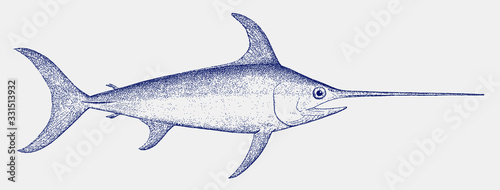Adult swordfish xiphias gladius, a marine fish from the tropical waters photo