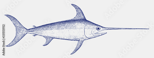 Adult swordfish xiphias gladius, a marine fish from the tropical waters