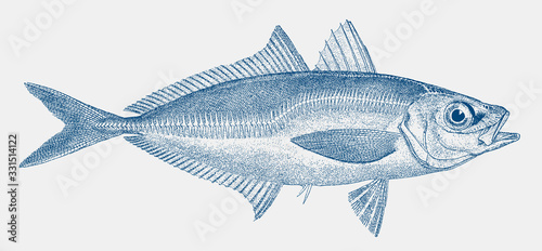 European horse mackerel trachurus, threatened food fish from the Eastern Atlantic Ocean in side view 