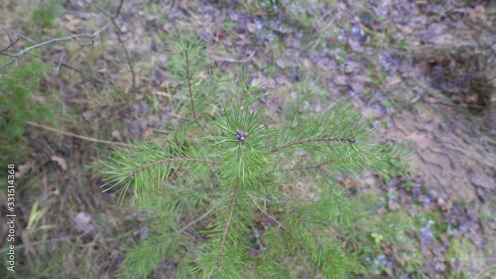 Closer look of the green pine tree leaves in Estonia Closer look of the green pine tree leaves in Estonia