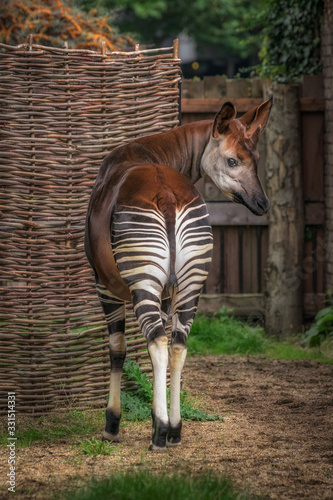 Okapi or zebra giraffe back rear shot looking