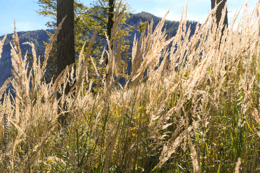 A long golden grass swaying gently on the wind. Early autumn in the mountains. There are few pine trees in the background. Melancholy and calmness. A long golden grass swaying gently on the wind. Early autumn in the mountains. There are few pine trees in the background. Melancholy and calmness.