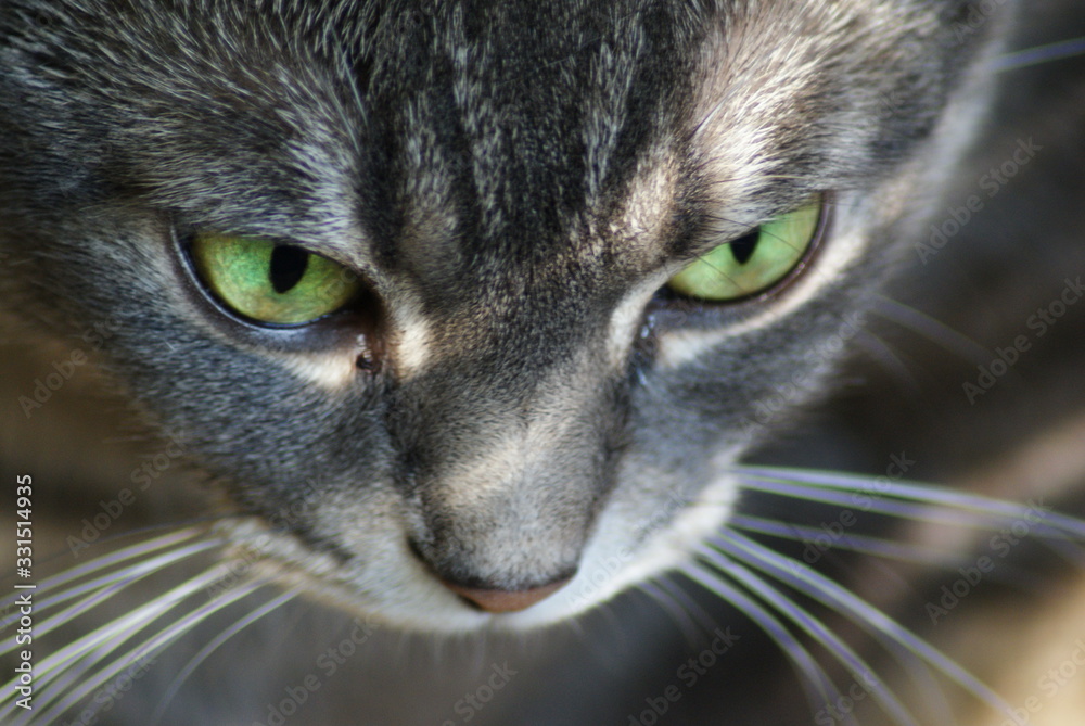 Cat Cat