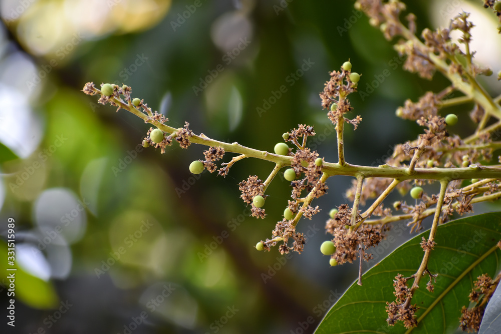 Flowers and buds of Mangifera indica, commonly known as mango with green leaves Flowers and buds of Mangifera indica, commonly known as mango with green leaves