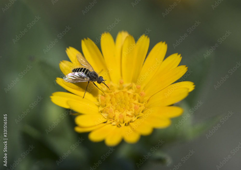 Calendula arvensis field marigold with a fly of the genus Phthiria feeding on the nectar of this Calendula arvensis field marigold with a fly of the genus Phthiria feeding on the nectar of this