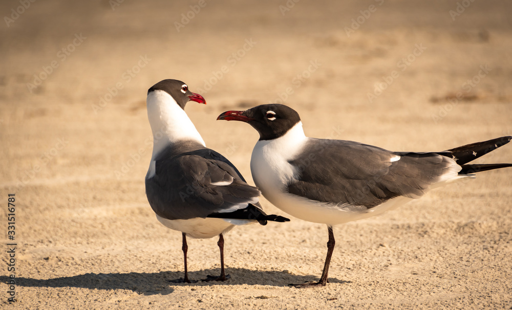Laughing Gull on Jekyll Island beach in Georgia. Laughing Gull on Jekyll Island beach in Georgia.