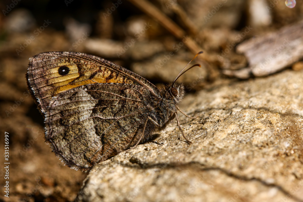 Fototapeta premium Southern red angel; Hipparchia aristaeus