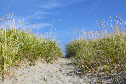 Sandy path through tall grass to the Sea