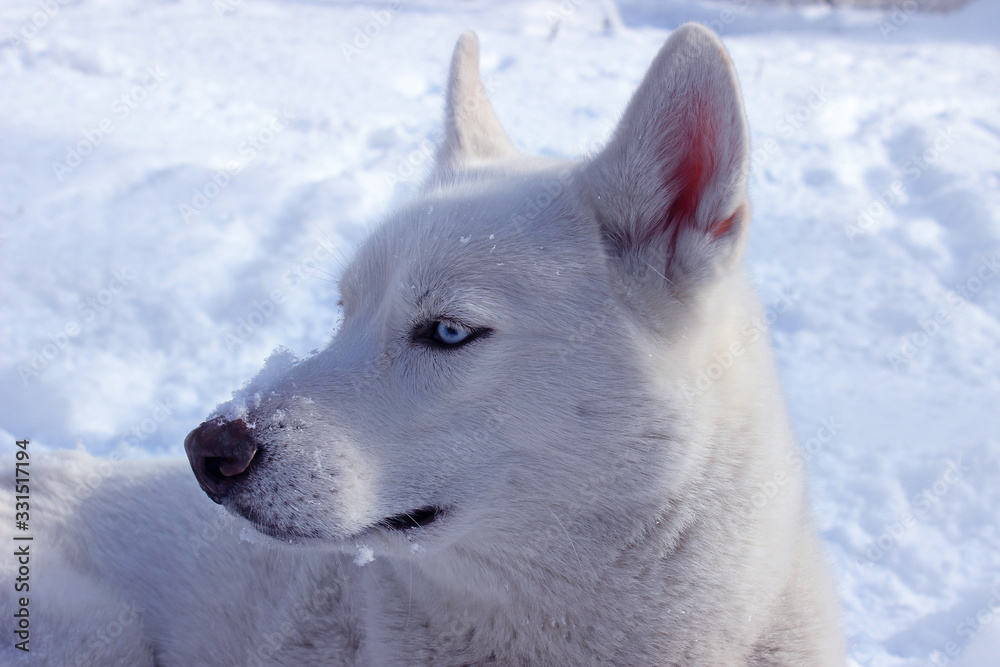 White husky close up winter photo. Concept for calendar. Dog in the snow. Blue eyes.