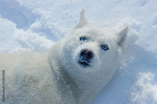 White husky close up winter photo. Concept for calendar. Dog in the snow. Blue eyes.