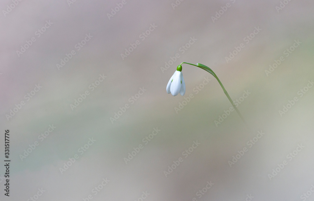 Spring snowdrops flower in the forest Spring snowdrops flower in the forest