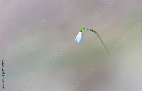 Spring snowdrops flower in the forest