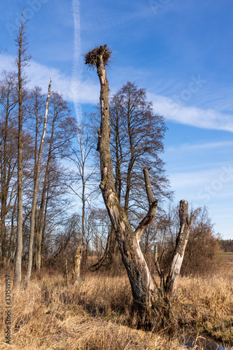 Fototapeta Naklejka Na Ścianę i Meble -  Dolina Górnej Narwi. Rzeka Mieńka. Wiosna na Podlasiu. Polska