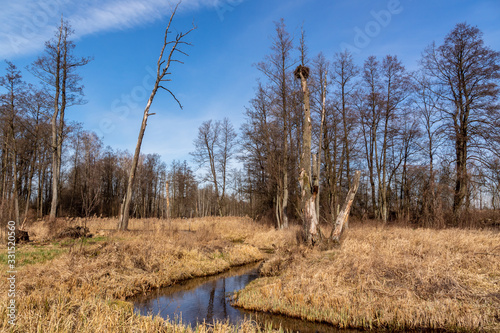 Fototapeta Naklejka Na Ścianę i Meble -  Dolina Górnej Narwi. Rzeka Mieńka. Wiosna na Podlasiu. Polska