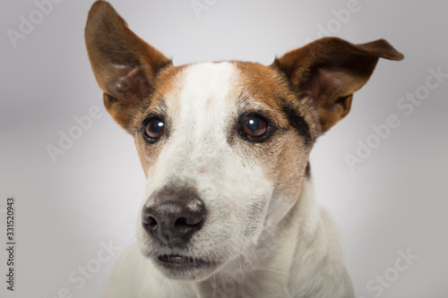 Studio portrait of an expressive Jack Russell Terrier Dog against white background