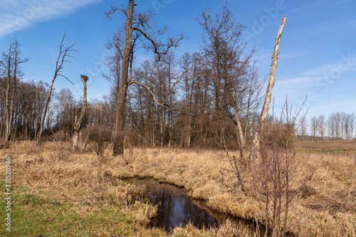 Fototapeta Naklejka Na Ścianę i Meble -  Dolina Górnej Narwi. Rzeka Mieńka. Wiosna na Podlasiu. Polska