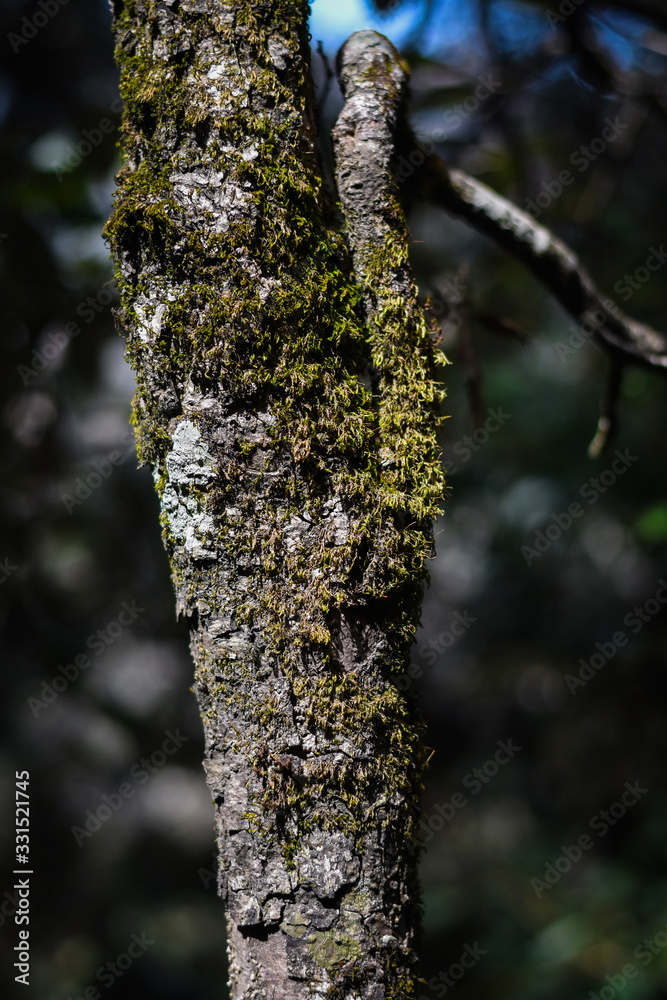 moss on the old tree in the mountain nainital uttarakhand moss on the old tree in the mountain nainital uttarakhand