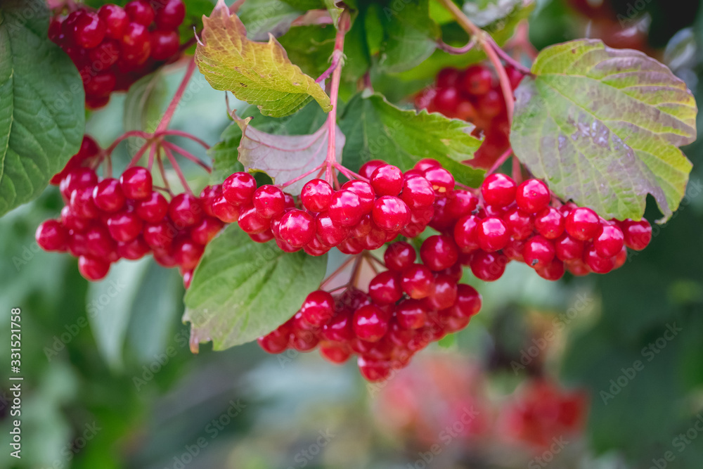 Viburnum bush with ripe red berries in sunny weather_
