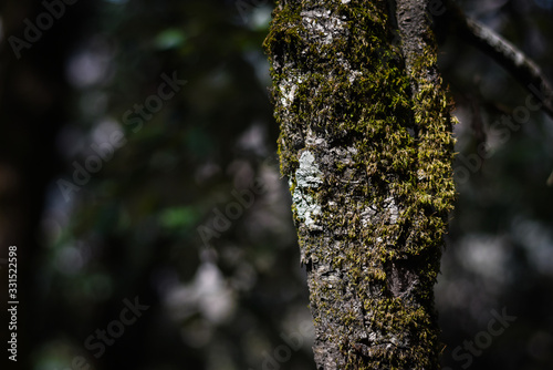 moss on the old tree in the mountain in nainital uttrakhand 