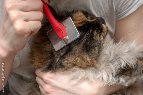 A woman combs a cat with a close-up comb. The care of Pets.