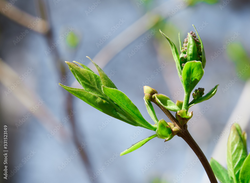 buding on trees, blooming and young leaves, bright spring landscape, beautiful background buding on trees, blooming and young leaves, bright spring landscape, beautiful background