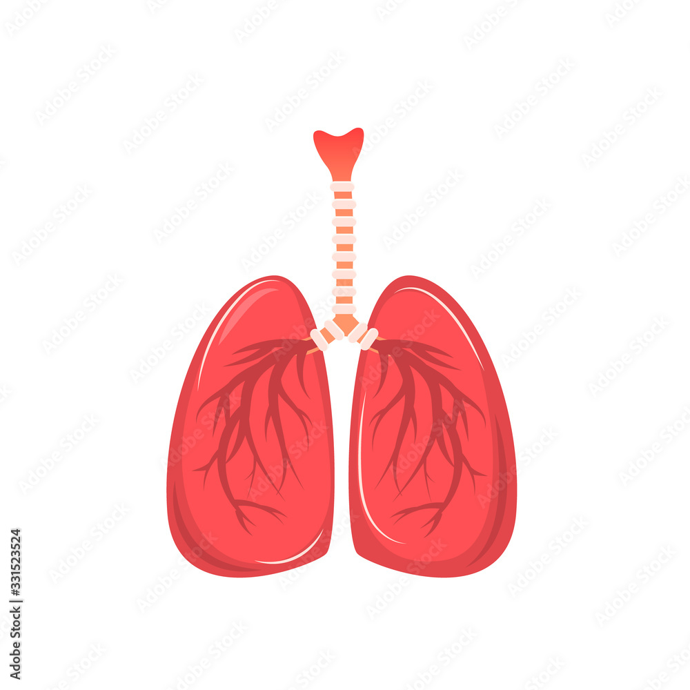 Human lungs isolated on a white background. Vector illustration in flat style Human lungs isolated on a white background. Vector illustration in flat style