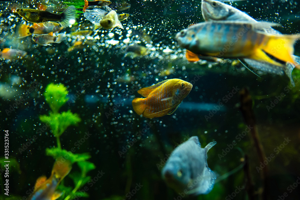 Naklejka premium gourami fish in aquarium water