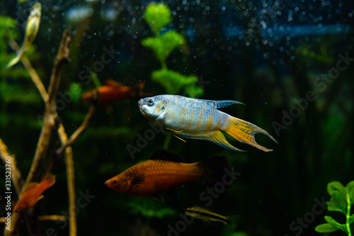 gourami fish in aquarium water