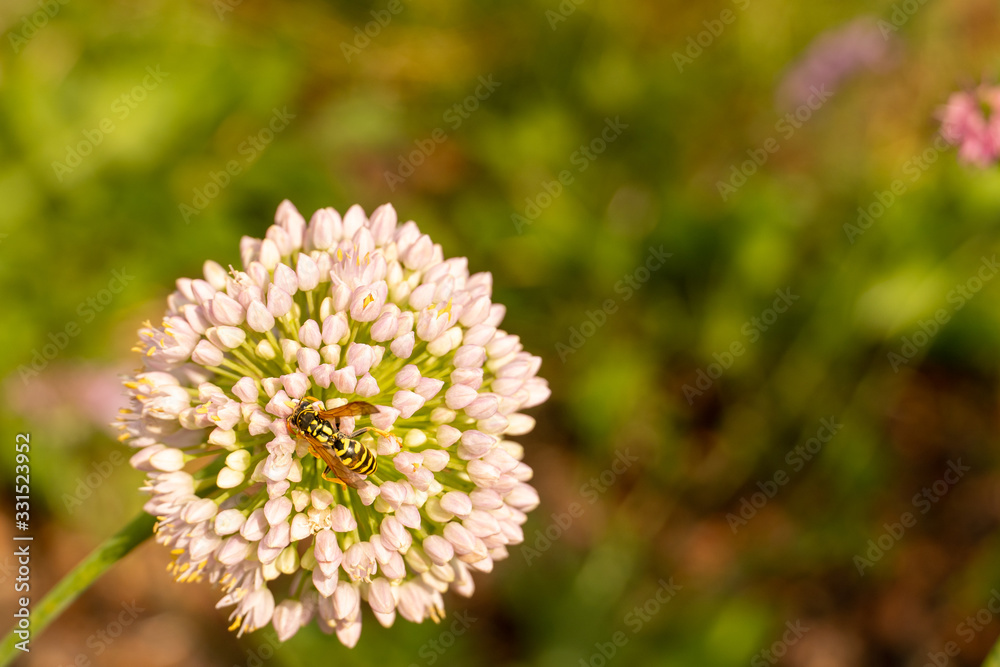 Macro of a wasp on a allium flower with blur to the background Macro of a wasp on a allium flower with blur to the background