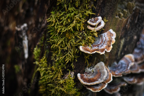 fungus  on a tree in the forest  photo