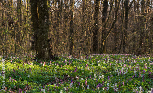 Beautiful wild flowers in the forest  under warm evening light