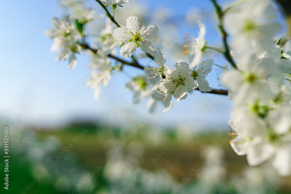 Weiße Kirschblüten im Gegenlicht