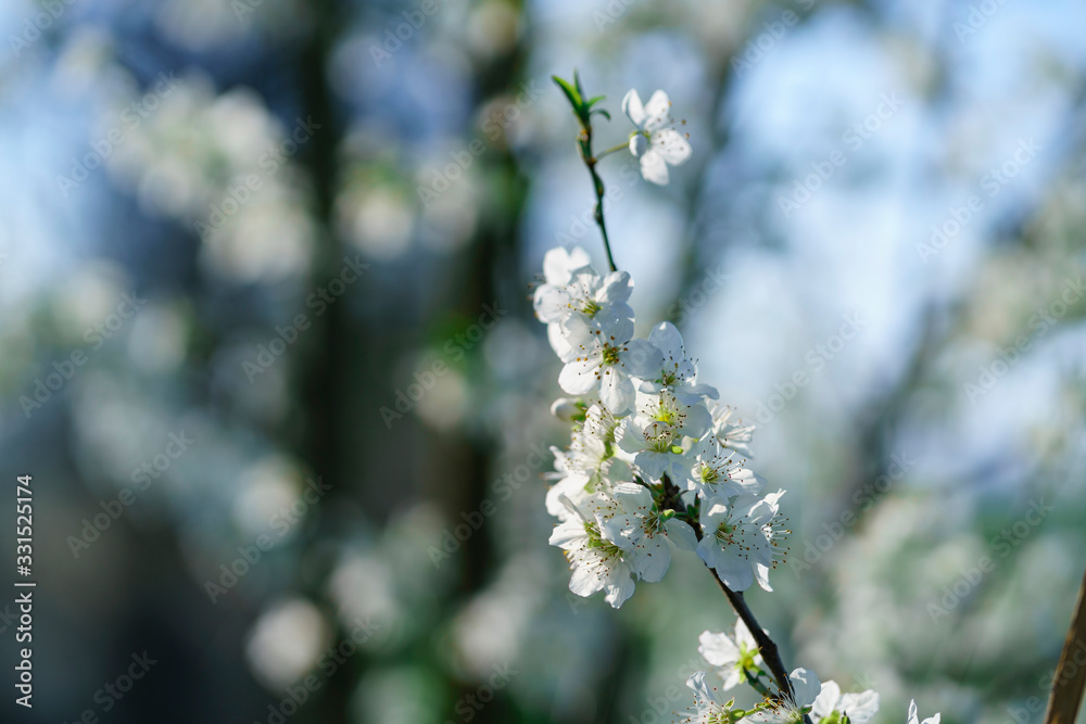 Weiße Kirschblüten im Gegenlicht