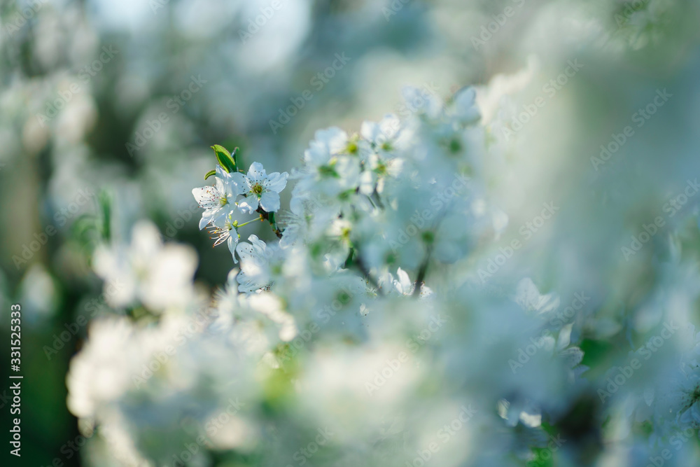 Weiße Kirschblüten im Gegenlicht Weiße Kirschblüten im Gegenlicht