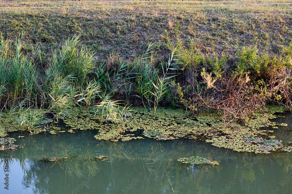 Naklejka premium The riverbank is overgrown with green layer of reeds and duckweed