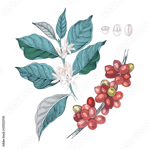 Hand drawn illustration of Coffee branches with seeds, fruits and flowers.