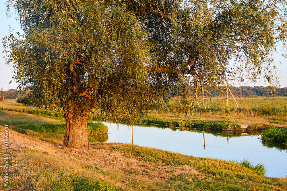 Obraz premium The willow tree near the river