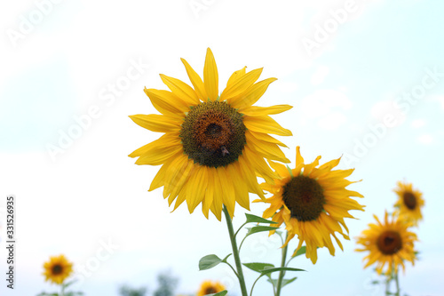 Sunflower field close up in shallow depth of field. Summer background. Beautiful nature background with sunflowers