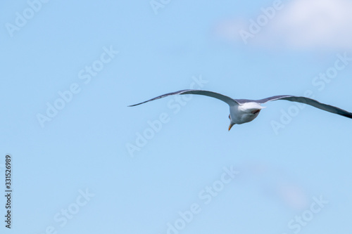 dynamic flying seagull on the sky