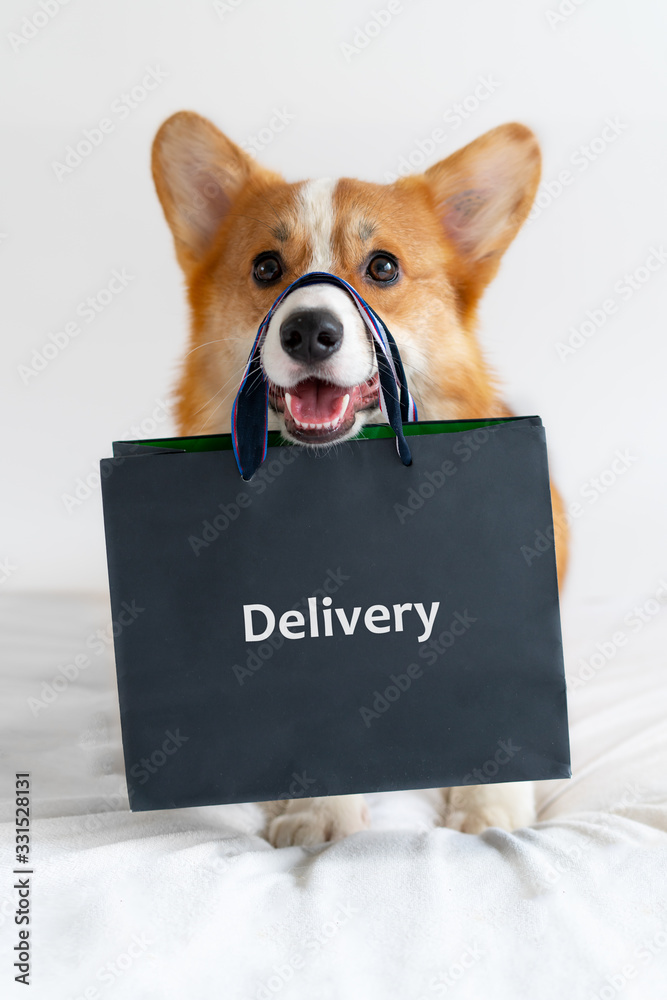 Cute corgi dog holding shopping bag on the nose. Delivery - obrazy, fototapety, plakaty 