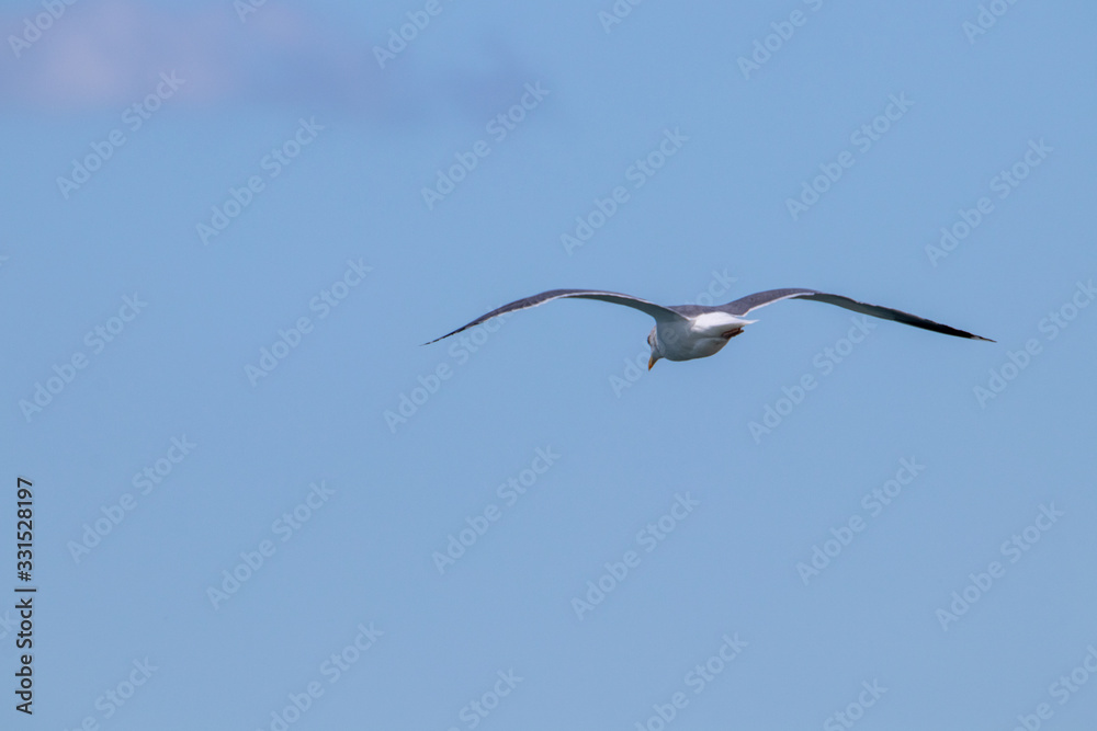 dynamic flying seagull on the sky dynamic flying seagull on the sky