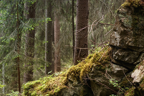 Quadro su tela Mossy rock in a wild forest