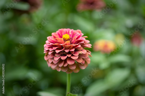 Pink flower in garden