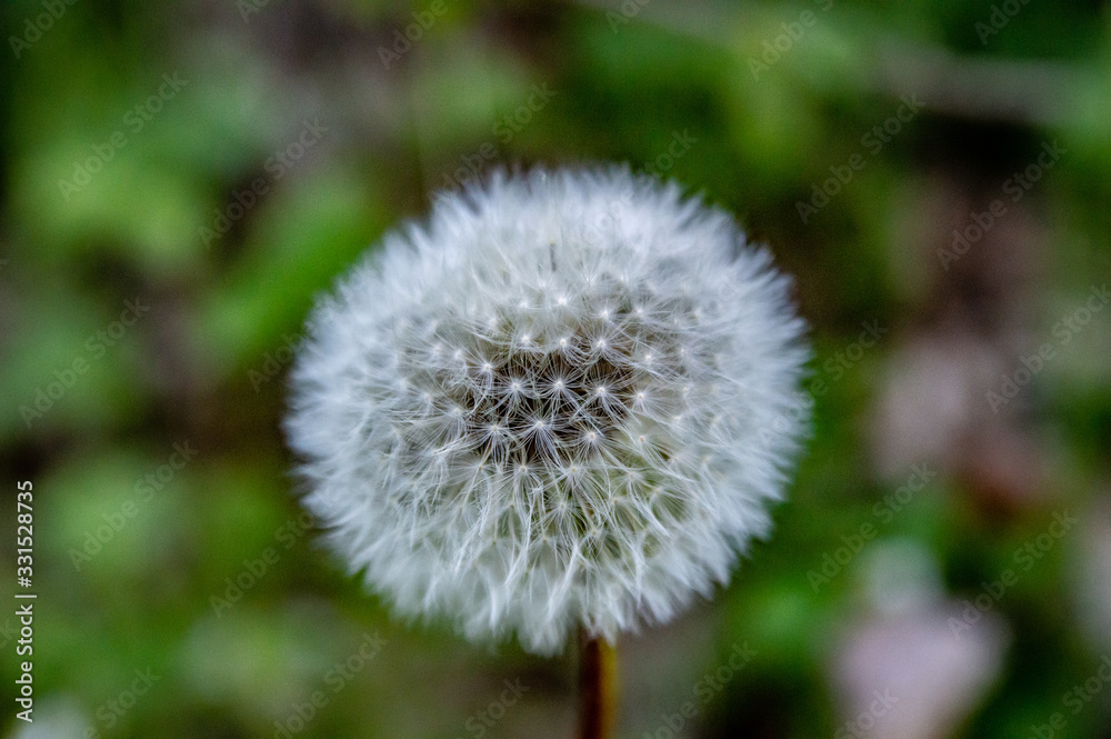 PUSTEBLUME