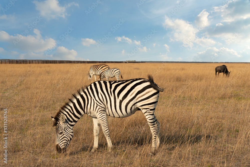 Fototapeta premium Zebra African animals and feeding bull on the grass steppe landscape.