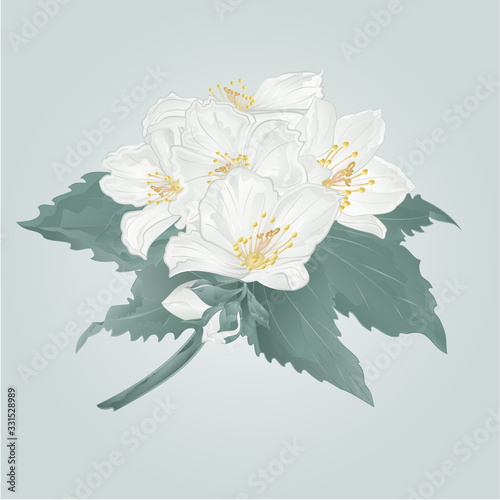 Jasmine flowers and buds twig  on a blue background watercolor vintage vector illustration  editable hand draw