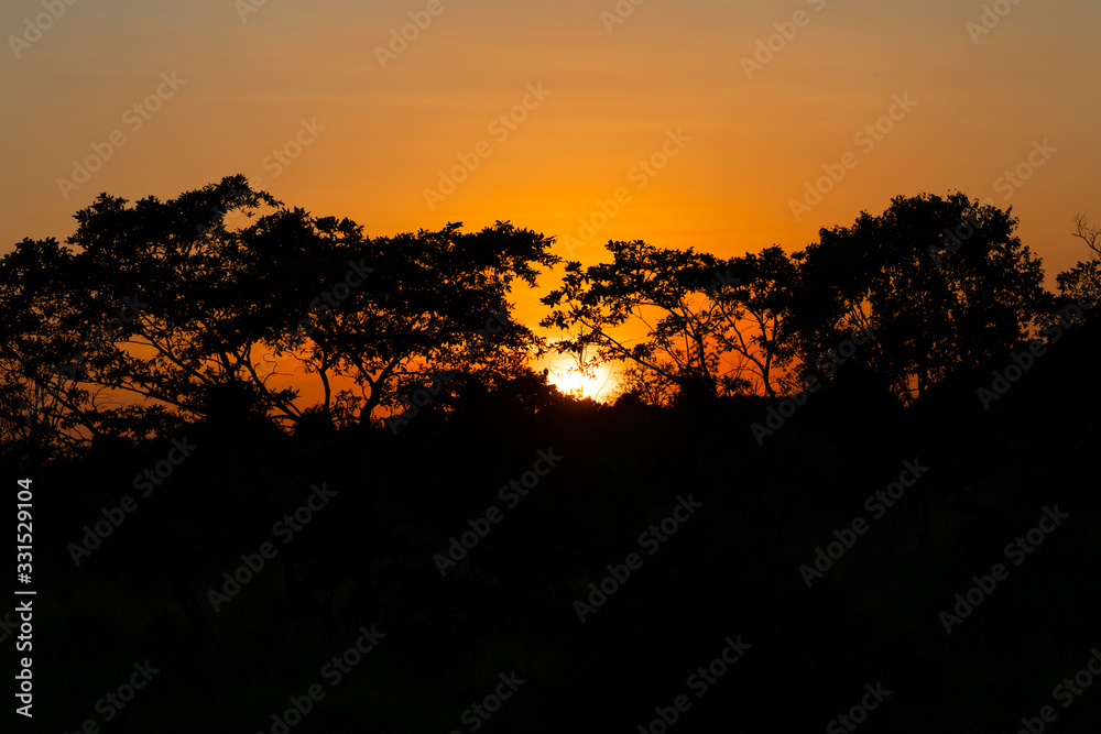 Tropical trees sunset evening orange sky landscape, Sri Lanka
