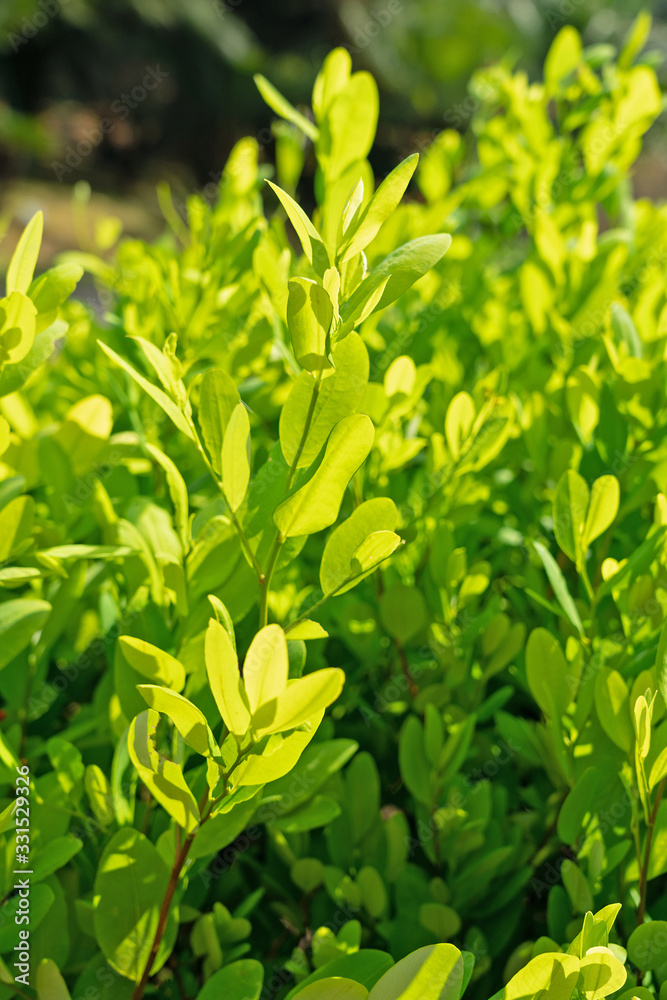 Coca bush green plant (koka, cocaine tree), Sri Lanka, Royal Botanical